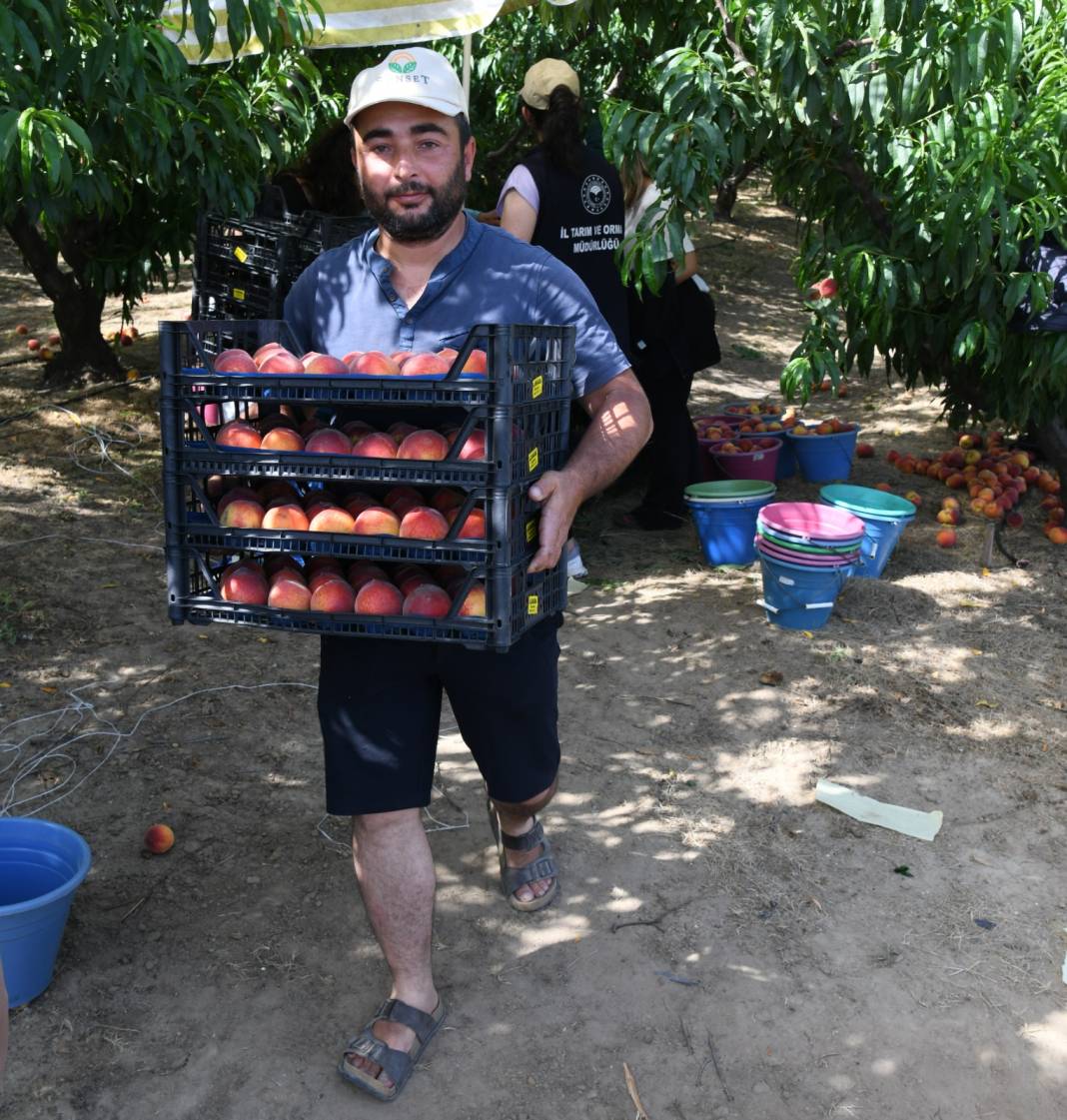 Haziran Ortası Başlayan Hasat Eylül Sonuna Kadar Devam Edecek! Verim Bu Yıl Geçen Seneden İyi 2